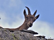 05 Come in Corno Stella anche su Cima Aga stambecchi ci osservano